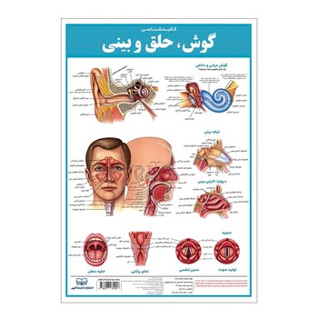 پوستر_کالبد شناسی گوش ، حلق و بینی 35*50 /اندیشه کهن